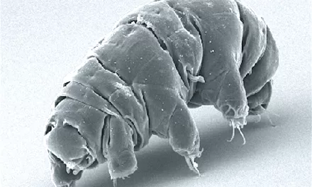 Tardigrade Protein May Help Cancer Patients Tolerate Radiation Therapy