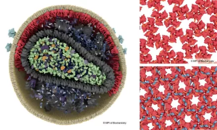 Scientists Unlock the Mystery of HIV Component, Revealing Key to Infectious Maturation