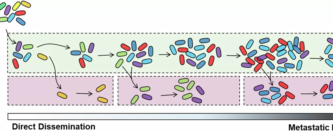 New Barcoding System Tracks Pneumonia Bacteria’s Journey to Bloodstream, Offering Insights into Sepsis