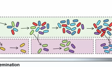 New Barcoding System Tracks Pneumonia Bacteria’s Journey to Bloodstream, Offering Insights into Sepsis