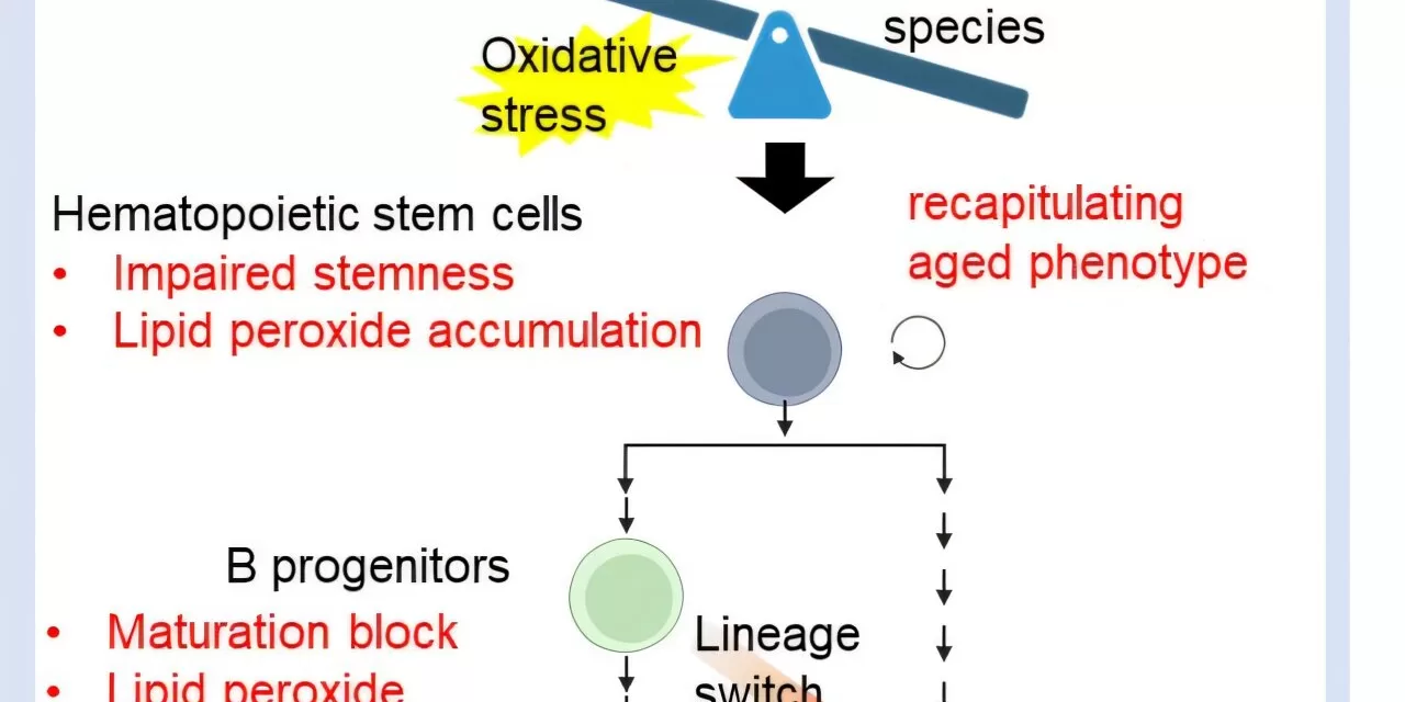 Selenoproteins Play Key Role in Combating Age-Related Cell Damage, Study Finds