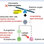 Selenoproteins Play Key Role in Combating Age-Related Cell Damage, Study Finds