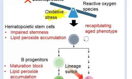 Selenoproteins Play Key Role in Combating Age-Related Cell Damage, Study Finds