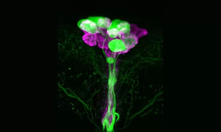 Fruit Fly Research Unveils New Insights Into Insulin Production: Implications for Diabetes and Metabolic Diseases