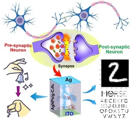 Amalgamated hybrid materials enable brain-mimicking artificial synapses for computing breakthroughs