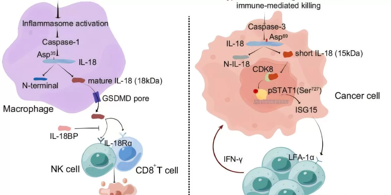 Researchers Discover Tumor-Produced Protein That Activates Natural Killer Cells