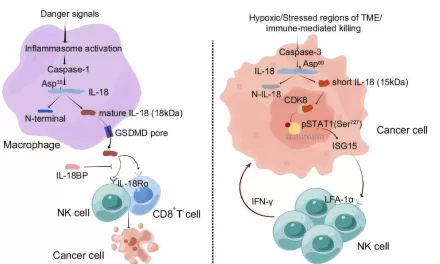 Researchers Discover Tumor-Produced Protein That Activates Natural Killer Cells