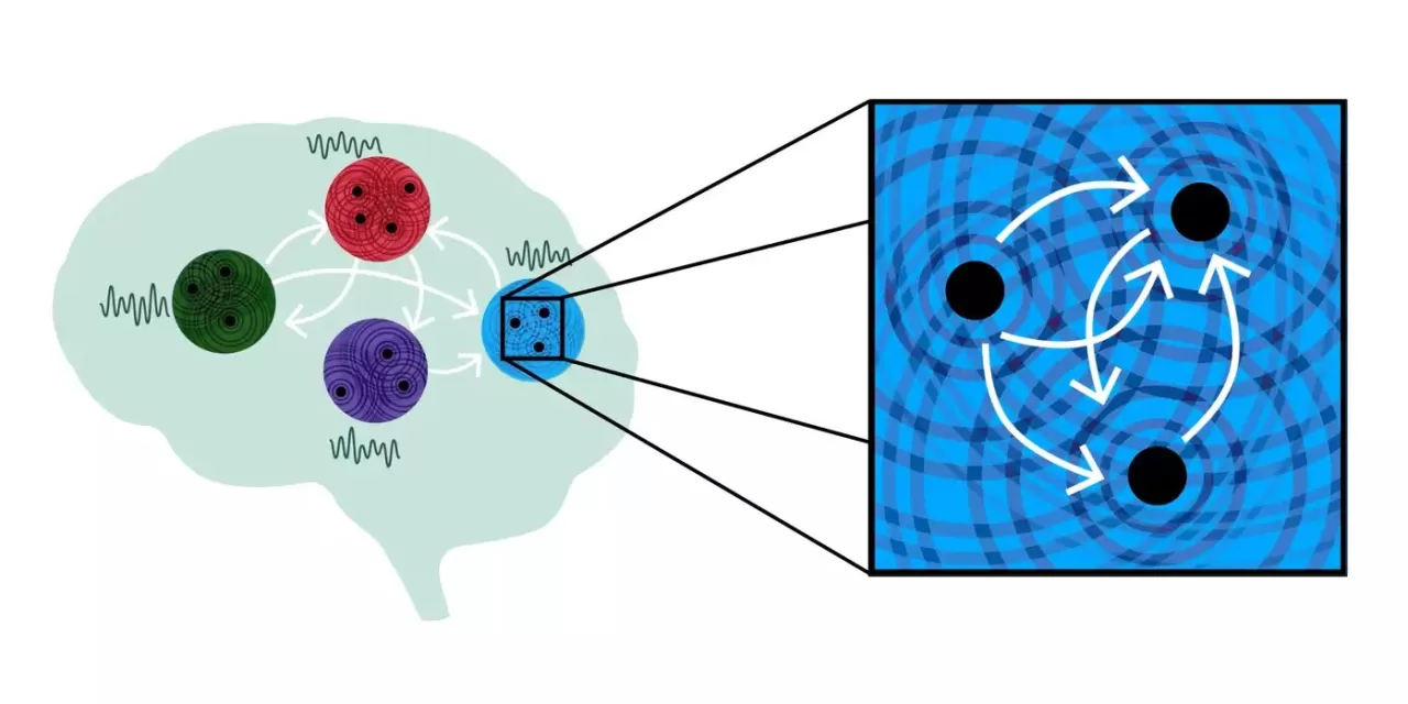 Neural Waves Study Unveils Key Role of Brain’s Rhythmic Patterns in Information Processing