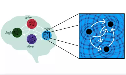 Neural Waves Study Unveils Key Role of Brain’s Rhythmic Patterns in Information Processing