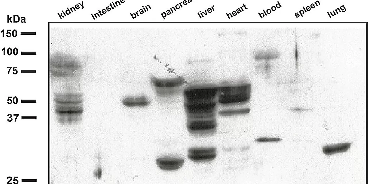 New Antibody-Based Method to Detect Inflammation Could Revolutionize Disease Diagnosis