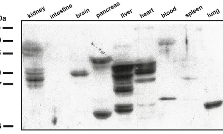 New Antibody-Based Method to Detect Inflammation Could Revolutionize Disease Diagnosis