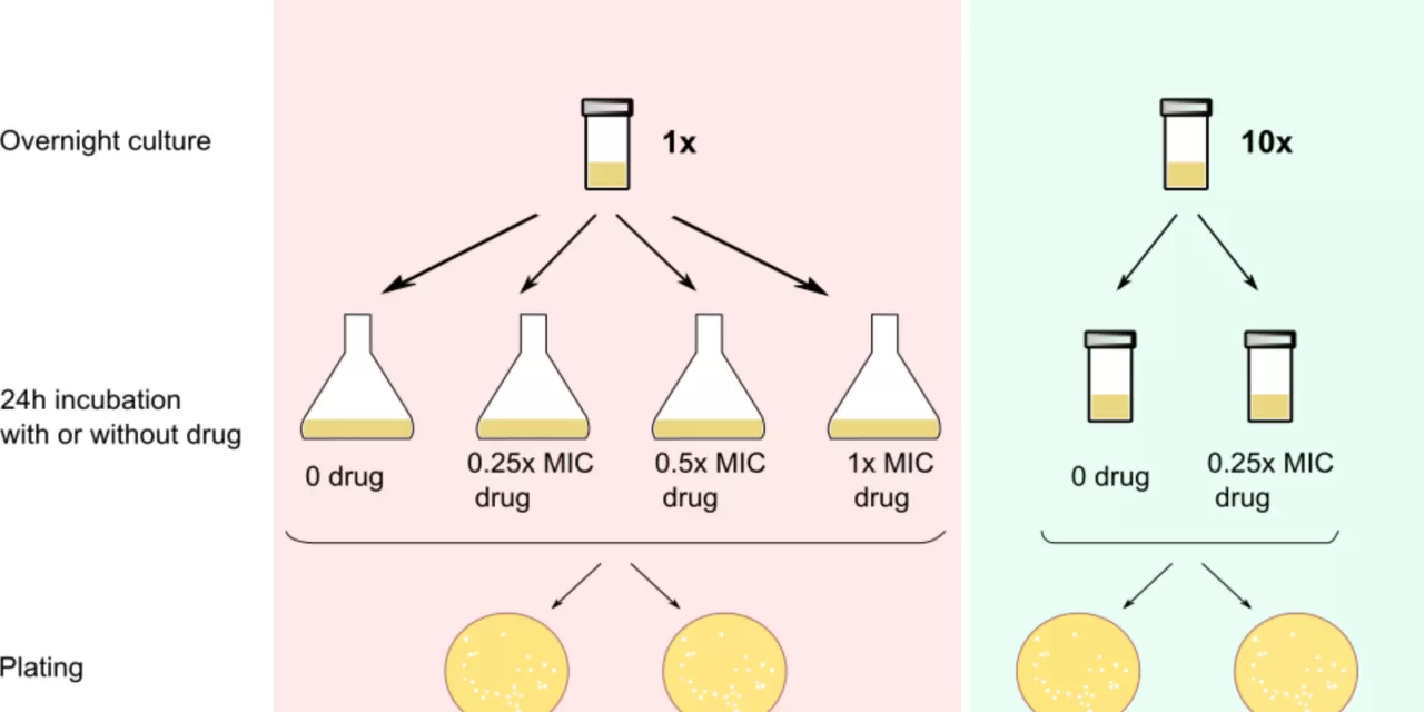 Bad in Small Doses: How Misuse of Antibiotics Contributes to Bacterial Drug Resistance