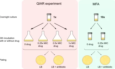 Bad in Small Doses: How Misuse of Antibiotics Contributes to Bacterial Drug Resistance