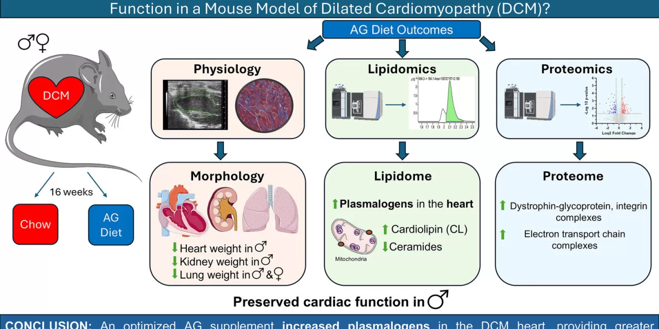 Dietary Supplement Shown to Restore Cardiac Function