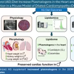 Dietary Supplement Shown to Restore Cardiac Function