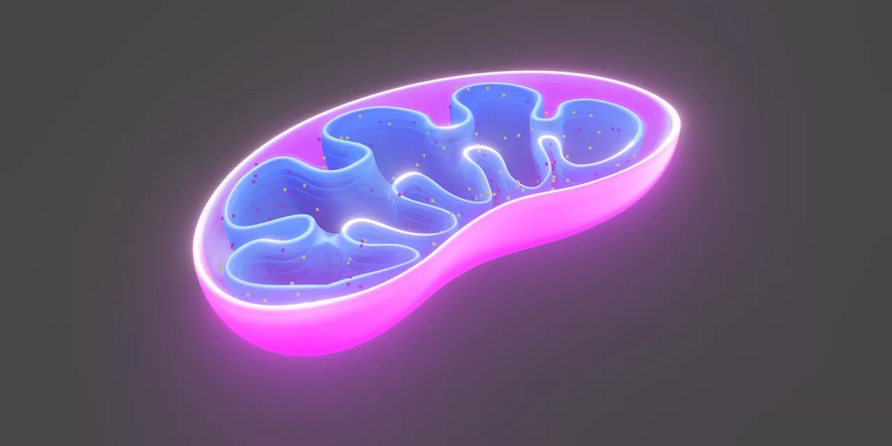 Mitochondria’s Role in Diabetes: Could Reversing Damage Offer a Cure?