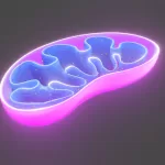 Mitochondria’s Role in Diabetes: Could Reversing Damage Offer a Cure?