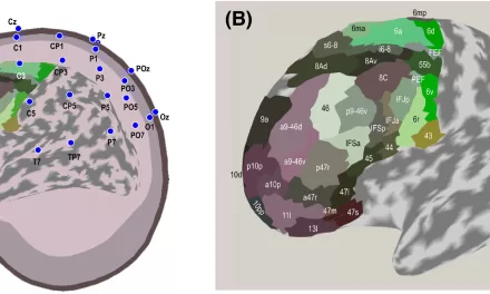 Electroencephalography May Help Guide Treatments for Language Disorders