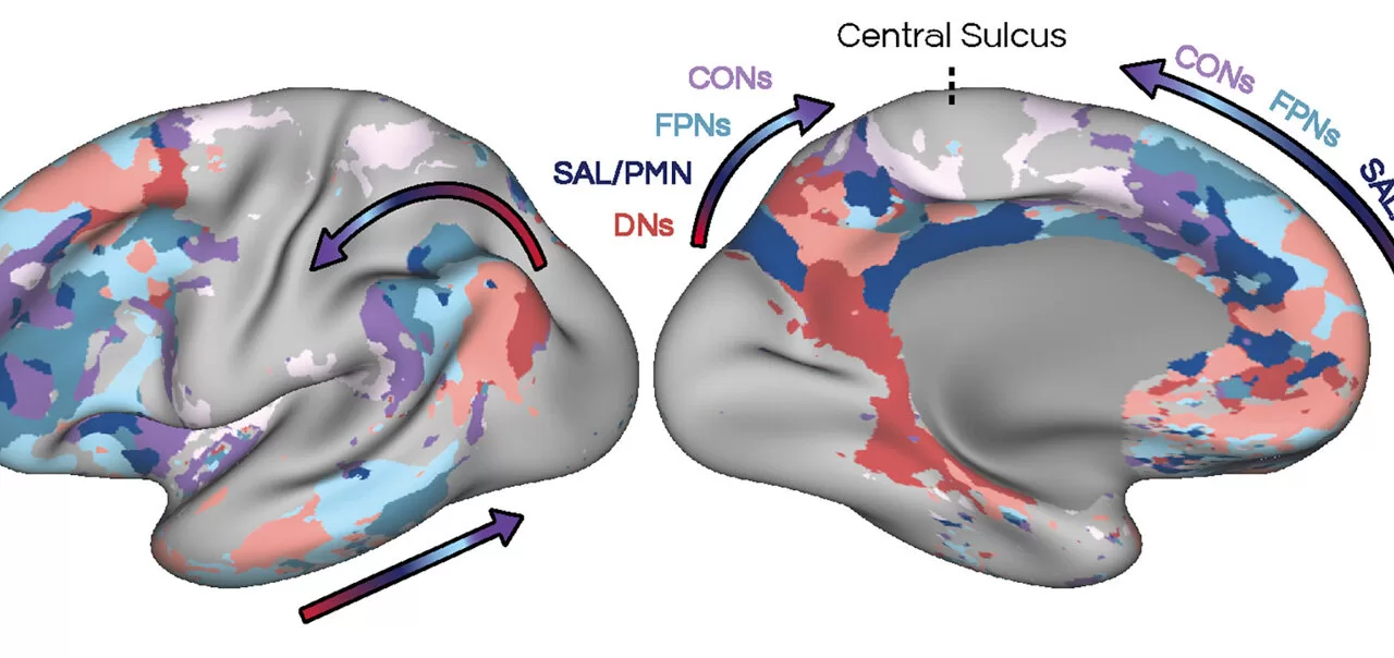 New Study Unveils Key Role of Coordinated Brain Networks in Recognition Memory