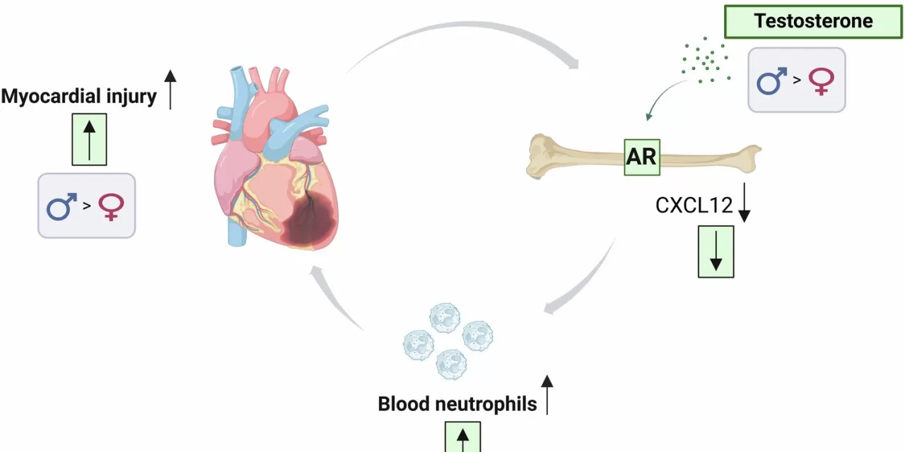 Testosterone Increases Heart Damage After a Heart Attack, Study Reveals