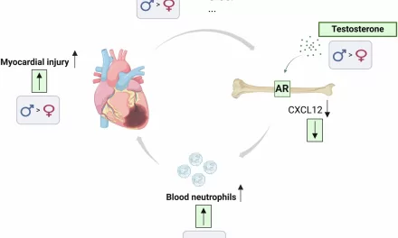 Testosterone Increases Heart Damage After a Heart Attack, Study Reveals