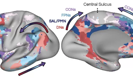 New Study Unveils Key Role of Coordinated Brain Networks in Recognition Memory