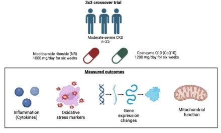 New Study Suggests Two Compounds May Improve Metabolism and Reduce Inflammation