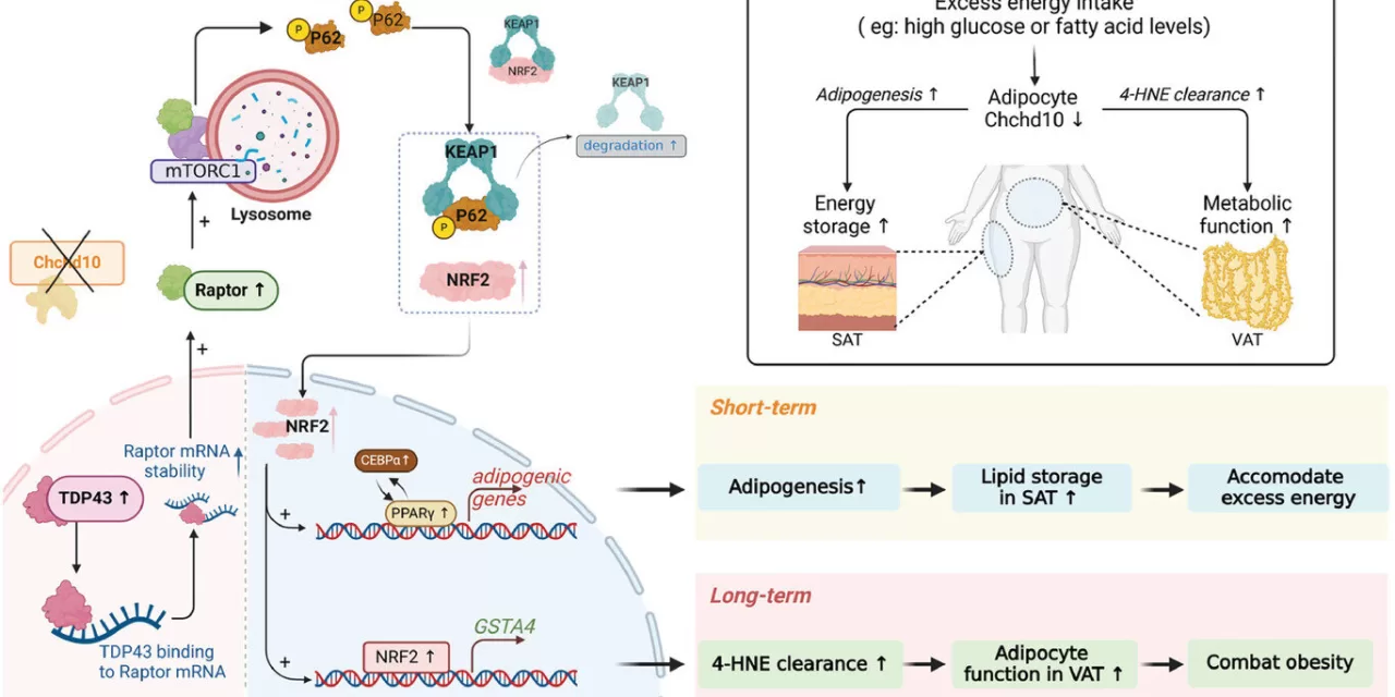 HKUMed Researchers Identify Chchd10 Protein as Key Regulator in Obesity Management