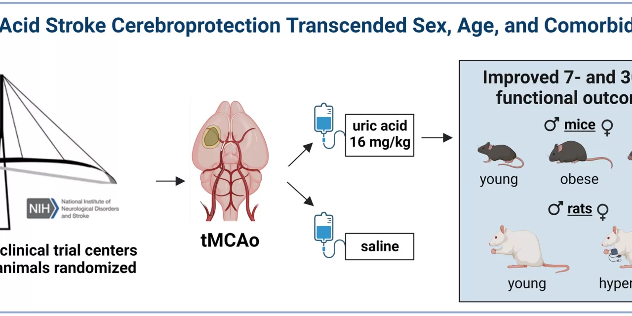 Uric Acid Shows Promise as Potential Stroke Treatment in Preclinical Study