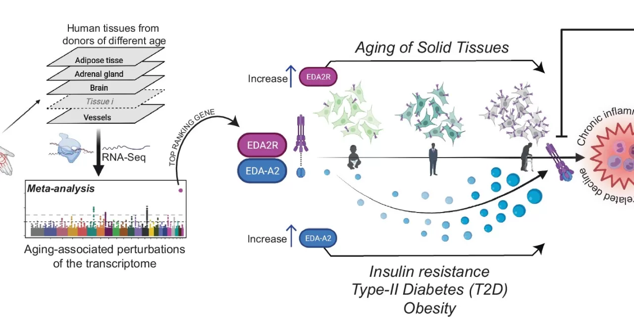 Scientists Identify ‘Inflammation’ Gene Linked to Accelerated Aging