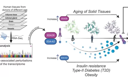 Scientists Identify ‘Inflammation’ Gene Linked to Accelerated Aging