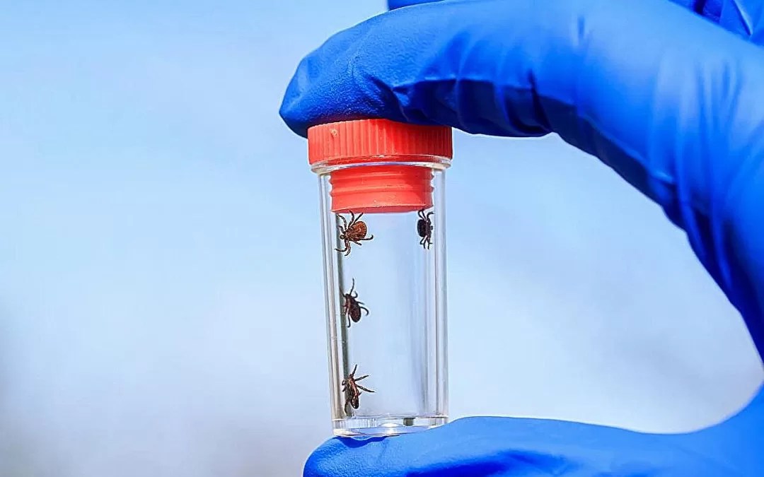 Red Meat Allergy From Tick Bites: Inside the Rise of Alpha-Gal Syndrome