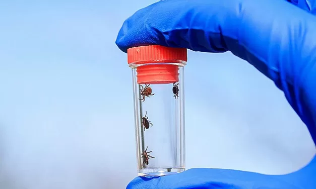 Red Meat Allergy From Tick Bites: Inside the Rise of Alpha-Gal Syndrome