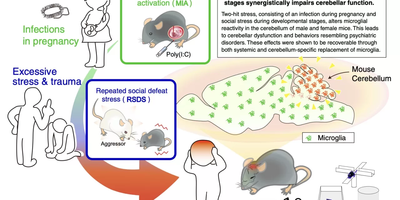 How ‘Two-Hit Stress’ During Pregnancy Changes the Brain and Behavior in Mice