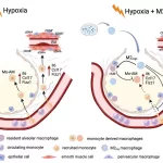 New Research Suggests Macrophage Modification Could Prevent Pulmonary Hypertension