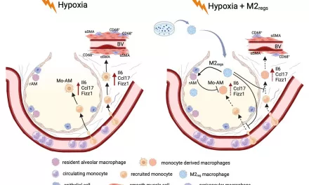 New Research Suggests Macrophage Modification Could Prevent Pulmonary Hypertension