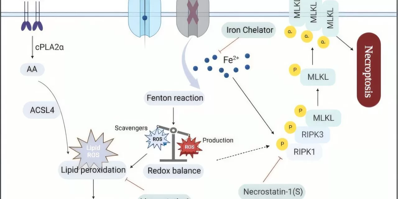 Iron Overload: A Key Driver of Deadly Cell Responses in Stroke Recovery