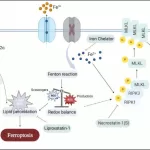 Iron Overload: A Key Driver of Deadly Cell Responses in Stroke Recovery