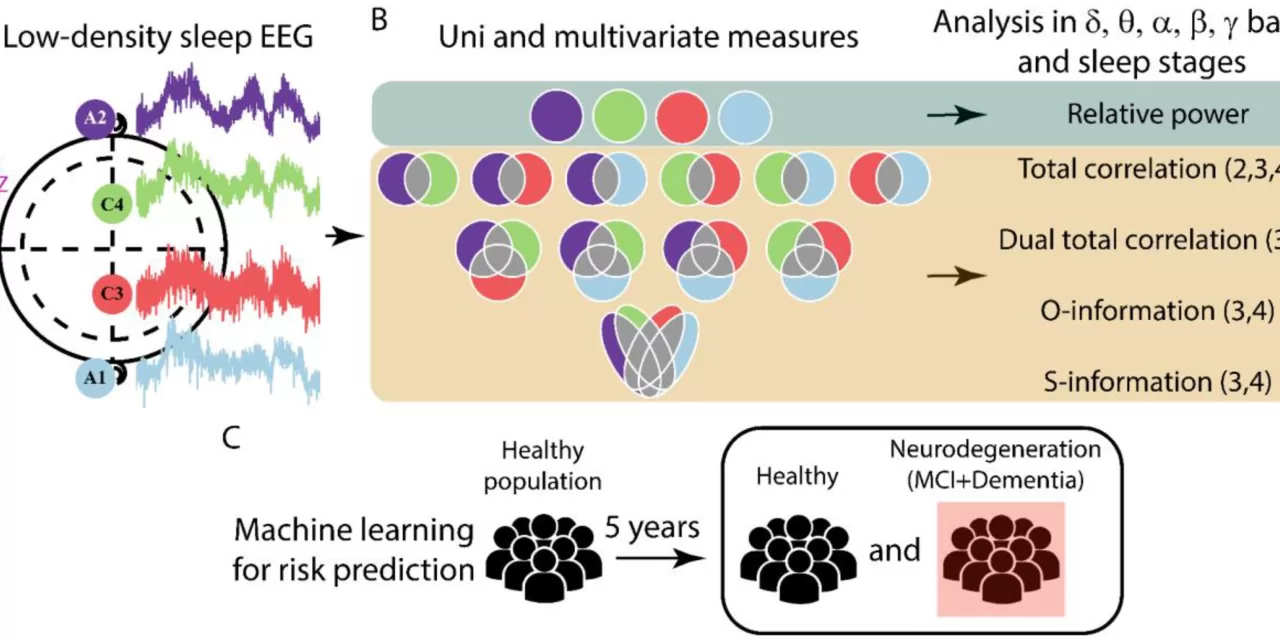 AI-Analyzed Brain Waves During Sleep Predict Cognitive Decline Years in Advance, Study Finds