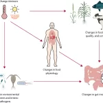 More Than a Gut Feeling: How Climate Change Affects GI Health