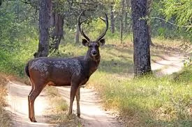 Rabies Confirmed in Deceased Sambar Deer at City Zoo