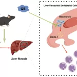 Quercetin: A Natural Solution with the Potential to Combat Liver Fibrosis