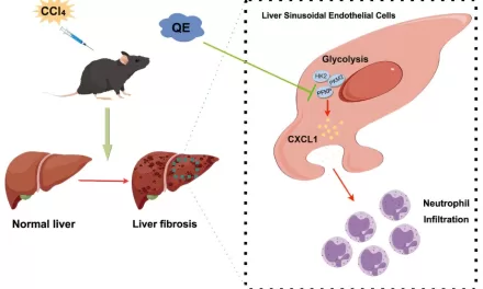 Quercetin: A Natural Solution with the Potential to Combat Liver Fibrosis