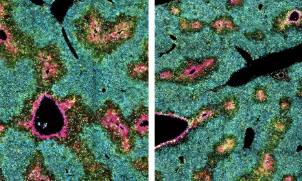 Secret Bosses” of the Liver: Star-Shaped Cells Vital for Health, Not Just Scarring