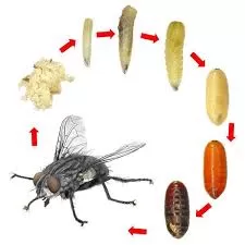 Mexico Confirms First Human Case of Screwworm Myiasis in Chiapas