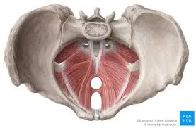 Millions of Women Affected by Pelvic Floor Dysfunction, Yet Many Remain Untreated