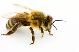 Heart Attacks Rare, But Bee Stings Can Cause Fatal Allergic Reactions