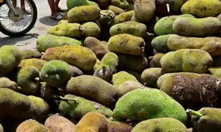 Kerala Bus Drivers Fail Breath Test After Eating Jackfruit