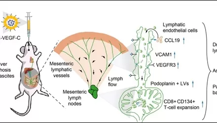 A new approach to treatment of liver cirrhosis