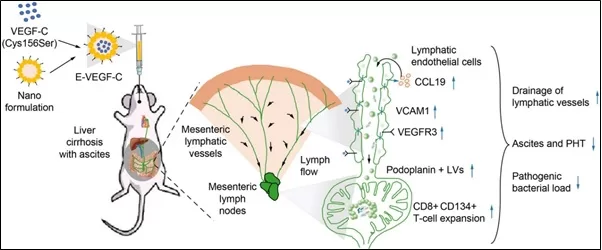 A new approach to treatment of liver cirrhosis